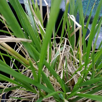 Produktbild von 6 x Wald Schmiele  - Deschampsia cespitosa 'Goldschleier'  | Topf 9cm x 9cm