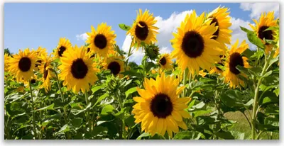 Produktbild von Glasbilder 120x60 Wandbild Druck auf Glas Sonnenblumen Pflanzen