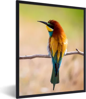 Produktbild von MuchoWow® Gerahmtes Poster Vögel - Bienenfresser - Tiere 30x40 cm - Poster mit Schwarzem Bilderrahmen Wandposter Rahmen Foto Bilder - Wanddeko - Kunstdrucke