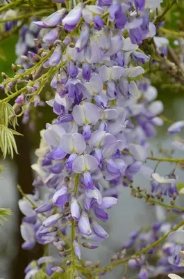 Obrázok produktu pre Cínska vonavá vistéria Wisteria sinensis ‘Caroline’ - záhradná rastlina Ø15cm