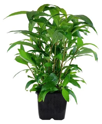 Produktbild von Mutterpflanze Aquariumpflanze Hygrophila 'Siamensis' XL AquaOne Deko Nr.353A XL