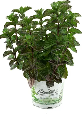 Produktbild von Enseleits Grapefruit-Minze, Minze Pflanze, Winterhart (Mentha suaveolens x piperita)