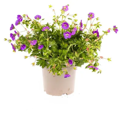 Produktbild von Geranium Rozanne - lila Blüten - 20-30cm - Ø19cm - Gartenpflanze