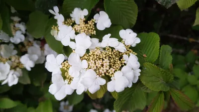Image de Viburnum plicatum 'Lanarth' / Viorne du Japon 'Lanarth'