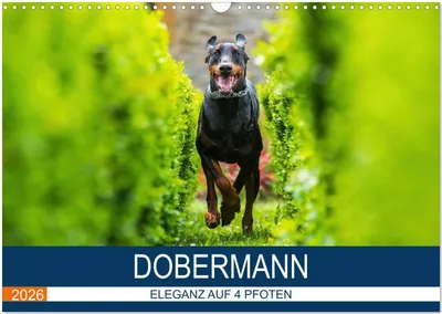 Produktbild von Dobermann 2026 (Wandkalender 2026 DIN A3 quer), CALVENDO Monatskalender