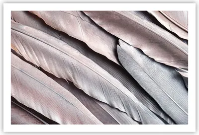 Produktbild von Poster - Poster ohne Rahmen - Federn Flügel Feder - 91,5x61 cm - Wand Bild - Wanddeko - Wandbilder - Kunstposter - Wandposter - Bilder - Kunstdruck - Wanddekoration - Wandbild - P2XAA91x61-5114