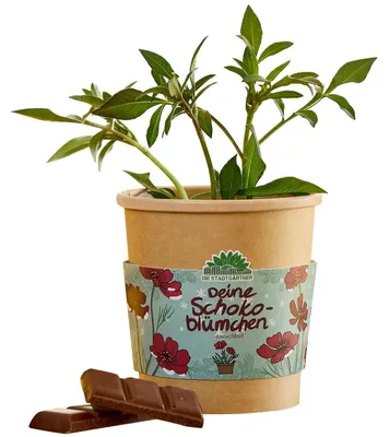 Image de Fleur en pot « Schokoblume » de Stadtgärtner, 1 pièce, Image générée par une IA