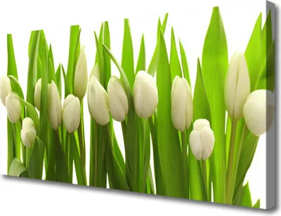 Produktbild von Tulup Leinwand-Bilder 100x50 Wandbild Canvas Kunstdruck Tulpen Pflanzen