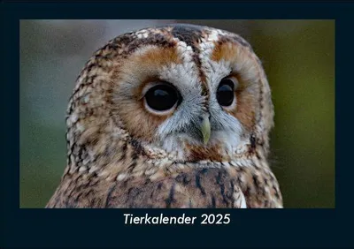 Produktbild von Tierkalender 2025 Fotokalender DIN A5