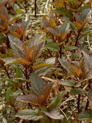 Produktbild von Scrophularia nodosa, Braunwurz, ca. 9x9 cm Topf