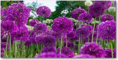 Produktbild von Tulup® Leinwandbild - 140x70 cm - Wandkunst - Drucke auf Leinwand - Leinwanddruck  - Blumen & Pflanzen - Lila - Knoblauch Blumen