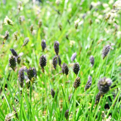 Immagine prodotto di Sesleria di Sadler 1L