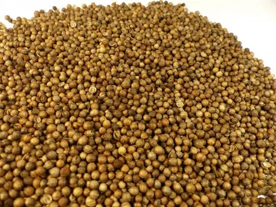 Produktbild von Koriander ganz Naturideen® 100g