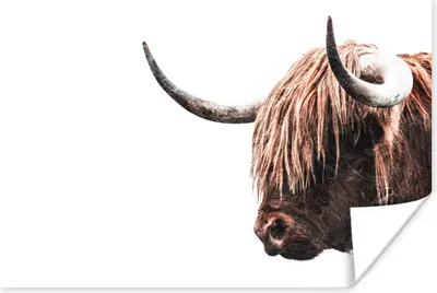 Produktbild von MuchoWow® Poster Schottische Highlander - Kühe - Hoorn 60x40 cm - Schlafzimmerdekoration
