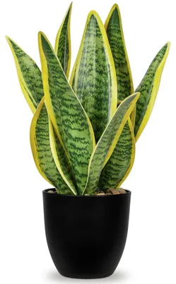 Immagine prodotto di Pianta artificiale di Sansevieria in vaso, ideale per la decorazione d'interni