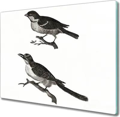 Produktbild von Coloray Küchenbrett Kochplattenabdeckung Hackbrett Schneidebrett Herdabdeckplatte 60x52 cm - Tier Vogel Zweig
