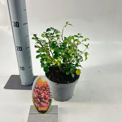 Image de Rosa (P) « Satina » ® - Rose | 15-20 cm en pot