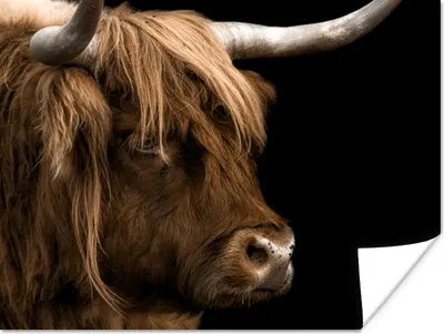 Produktbild von MuchoWow® Poster Schottischer Highlander - Tiere - Schwarz 160x120 cm - Foto Plakat