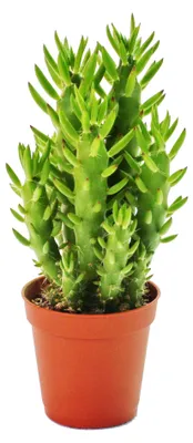 Obrázek produktu pro Austrocylindropuntia subulata – nenáročný opunciový keř – v květináči o průměru 5,5 cm