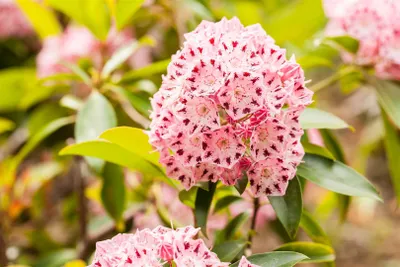 Produktbild von Kalmia latifolia 'Moyland', Berglorbeer, rosa Blüten, 15–20 cm