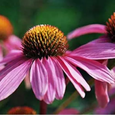 Image de 6 x Echinacea purpurea « Leuchtstern »  | Pot 9 cm x 9 cm