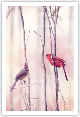 Produktbild von Poster - Poster ohne Rahmen - Vögel Kardinal Scharlachrot - 61x91,5 cm - Wand Bild - Wanddeko - Wandbilder - Kunstposter - Wandposter - Bilder - Kunstdruck - Wanddekoration - Wandbild P2XPA61x91-4256