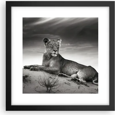 Produktbild von Gerahmtes Poster - Schwarzer Rahmen - Tierwelt weiblich katze Tier - 30x30 cm - Wand Bild - Wanddeko - Wandbilder - Wandposter - Bilderrahmen - Bilder - Kunstdruck - Wandbild - P2BAC30x30-3165