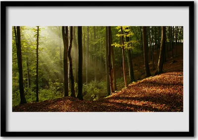 Produktbild von Bild 100x70 MDF-Rahmen Wandkunst Wald Bäume Natur