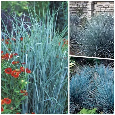 Produktbild von Stauden Gänge 3 x Blaue Ziergras Kollektion im 1 Liter Topf - Drei Gräser, die mit blauer Eleganz verzaubern - Blickfang - Winterhart - Mehrjährig