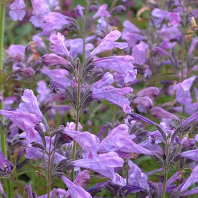 Obrázok produktu pre 6 ks rastlín mäty mačacej (Nepeta sibirica) | Kvetináč 9x9 cm
