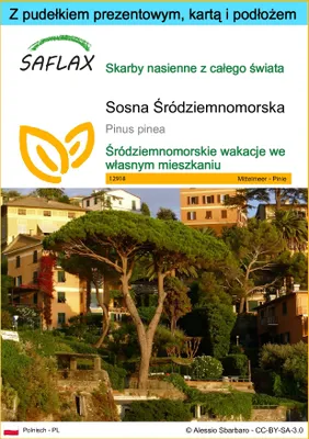 Zdjęcie produktu dla SAFLAX - Zestaw prezentowy - Sosna Śródziemnomorska - 6 Nasiona - Z pudełkiem upominkowym, etykietą wysyłkową, kartą podarunkową i podłożem uprawowym - Pinus pinea