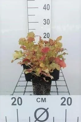 Produktbild von 6 x  Heuchera hybr. 'Marmalade' - Purpurglöckchen - Topf 9 x 9 cm
