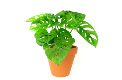 Obrázok produktu pre Gardners Monstera adansonii Opičia maska, priemer 12 cm