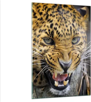 Produktbild von Bilder auf glas - Einteilig - Leopard tier savanne afrika - 80x120cm - Glasbilder - Wandbilder - Bilder - Wanddekoration aus Glas - Glas Bilder - Wandbild auf Glas - GPA80x120-2728
