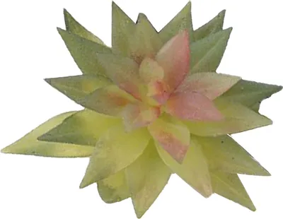 Image de Plante Succulente Artificielle PVC Souple Haute Simulation Mini Plante pour Décoration Bureau Maison Type 2