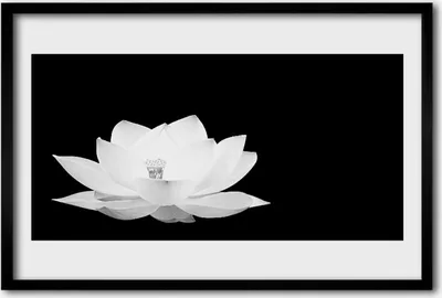 Produktbild von Bild 60x40 MDF-Rahmen Wandkunst Natur Blume Pflanze
