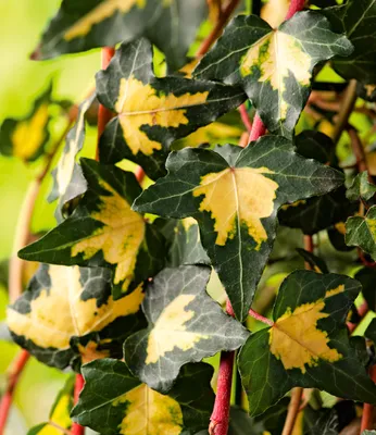 Produktbild von BALDUR Garten 1x Gold Efeu Hedera 'Goldheart', Pflanze im 9 cm-Topf, auch als Bodendecker geeignet, klettert 3-4 Meter hoch, pflegeleicht, winterhart, mehrjährig, ideal für Rankgitter, Zaun & Kübel