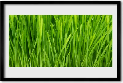 Produktbild von Bild 60x40 MDF-Rahmen Wandkunst Gras Natur Pflanze