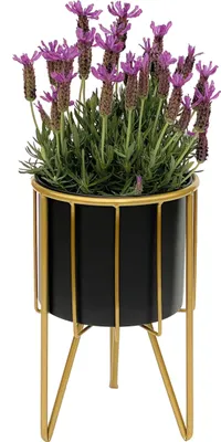A potted lavender plant in a black and gold planter stand, isolated on a white background.
