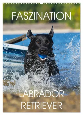 Produktbild von Faszination Labrador Retriever (Wandkalender 2027 DIN A2 hoch), CALVENDO Monatskalender