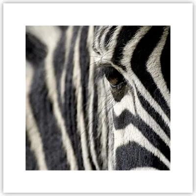 Produktbild von Poster - Poster ohne Rahmen - Zebra Streifen Tierwelt Safari - 30x30 cm - Wand Bild - Wanddeko - Wandbilder - Kunstposter - Wandposter - Bilder - Kunstdruck - Wandbild - P2XAC30x30-2195