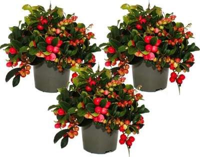 Immagine prodotto di Bacche di tappeto Gaultheria procumbens bacche di vergogna Bacche di pernice Pianta rustica con bacche decorative Set di 3 piante