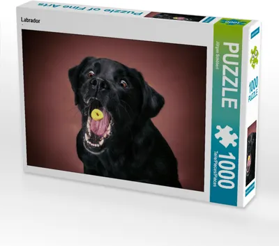Produktbild von CALVENDO Puzzle Labrador 1000 Teile Puzzle quer | 1000 Teile Lege-Größe 64x48cm Foto-Puzzle für glückliche Stunden