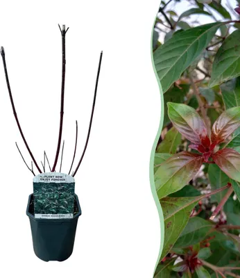 Produktbild von Schwarzholz-Hartriegel - Cornus alba Kesselringii - Wenig Pflege - Topf 17cm Höhe 45cm