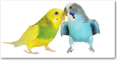 Produktbild von Tulup Glas-Bild -140x70- Wandkunst Dekorative Wand für Küche & Wohnzimmer - Tiere - Wellensittiche - Mehrfarbig