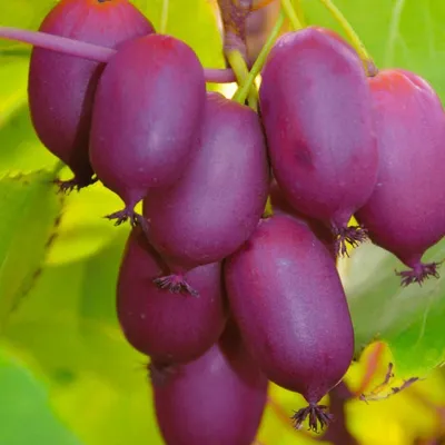 Immagine prodotto di Aktinidia Purpurna Sadowa femmina 1L