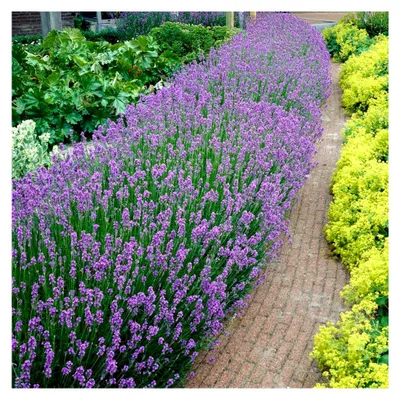 Produktbild von 6er-Set - Lavandula Angustifolia - Lavendel Pflanze Winterhart - Duftlavendel - Gartenpflanzen Winterhart - Mehrjährig - Höhe 10-20 cm