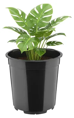 Image de Pot de fleurs en plastique - Haut rond - 21 x 20 cm - 5 litres - Avec trous de drainage