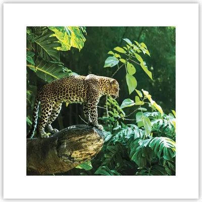 Produktbild von Poster - Poster ohne Rahmen - Dschungel Leopard Panther - 30x30 cm - Wand Bild - Wanddeko - Wandbilder - Kunstposter - Wandposter - Bilder - Kunstdruck - Wanddekoration - Wandbild - P2XAC30x30-4502