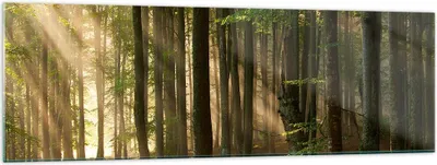 Produktbild von Bilder auf glas - Wald Baum Natur - 160x50cm - Glasbilder - Wandbilder - Kunstdruck - zum Aufhängen bereit - Wanddekoration aus Glas - Glas Bilder - Wandbild auf Glas - Einteilig - GAB160x50-3628